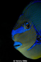 Blue fish face portrait taken in Tulamben, Bali. by Tammy Gibbs 
